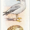 Common gull.