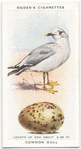 Common gull.