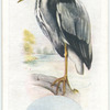Heron.