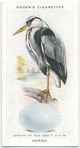 Heron.