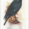 Jackdaw.