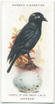 Jackdaw.