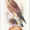 Kestrel.
