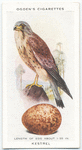 Kestrel.