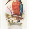 Kingfisher.