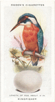Kingfisher.