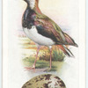 Lapwing.