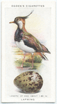 Lapwing.