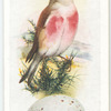 Linnet.