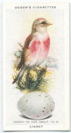 Linnet.