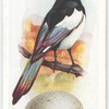 Magpie.