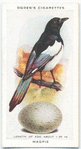 Magpie.