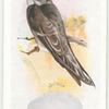 Sand martin.