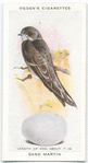 Sand martin.