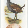 Moorhen.