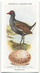 Moorhen.