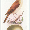 Nightingale.