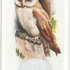 Barn owl.