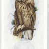 Long-eared owl.