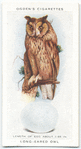 Long-eared owl.