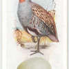 Partridge.