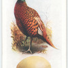 Pheasant.