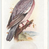 Wood pigeon.