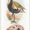 Golden plover.