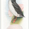 Puffin.