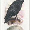 Raven.