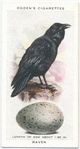 Raven.