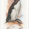 Razorbill.