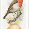Robin.