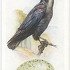 Rook.