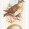 Skylark.