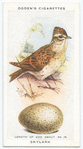 Skylark.