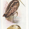 Common snipe.