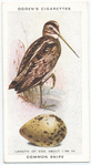 Common snipe.