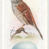 Hedge sparrow.