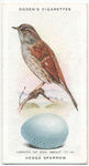 Hedge sparrow.