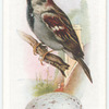 House sparrow.