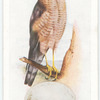 Sparrow hawk.