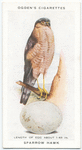 Sparrow hawk.