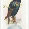 Starling.