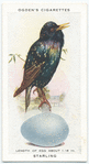 Starling.