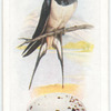 Swallow.