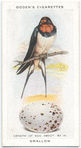 Swallow.