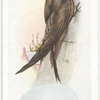 Swift.