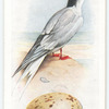 Common tern.