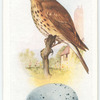 Song thrush.